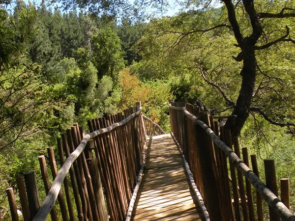 Reserva Nacional Los Ruiles 4